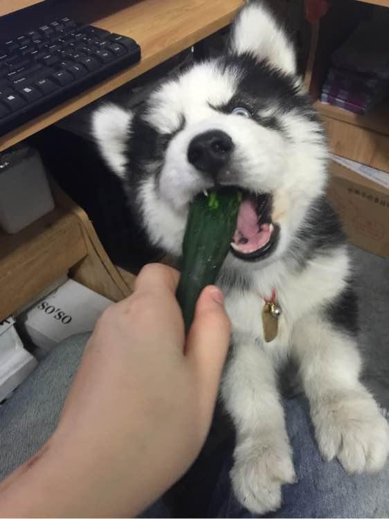 阿拉瓜亚吃的太少,健康问题引关注