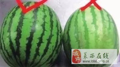 天热买个瓜吃,挑选美味瓜果的实用指南