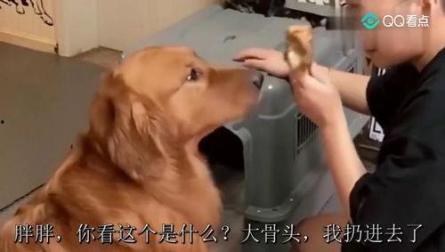 二逗吃瓜图片,揭秘娱乐圈幕后真相