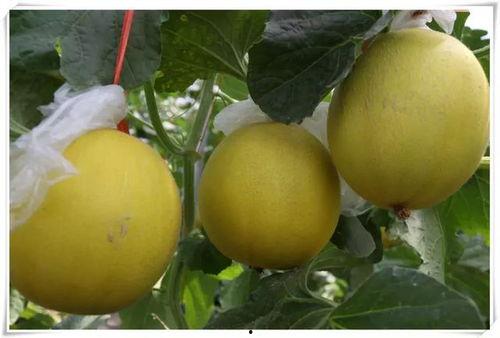 村里吃瓜好去处,共享夏日清凉时光