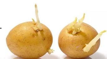 梦见买到蜜瓜吃瓜了