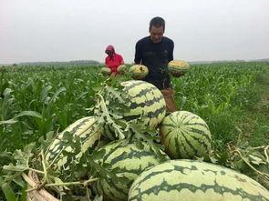 51吃瓜群众上海,揭秘上海滩的幕后故事