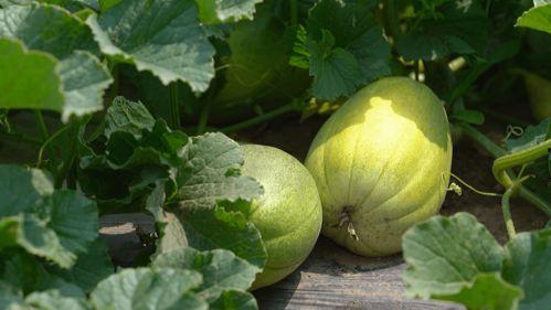 吃瓜初夏,品味夏日清凉，解锁夏日美食新风尚