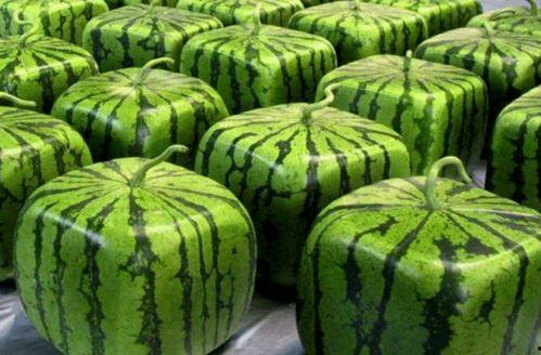 全网吃瓜入口,揭秘娱乐圈幕后真相