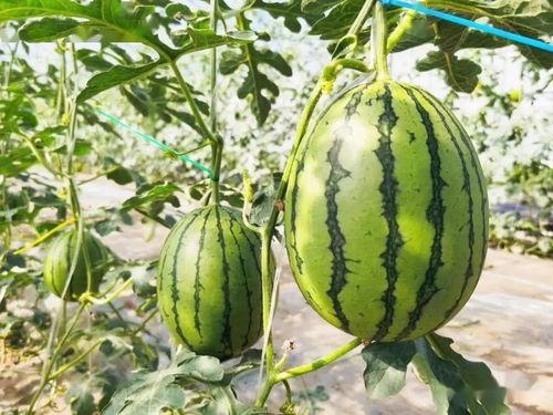 文哥吃瓜场景,揭秘娱乐圈幕后风云