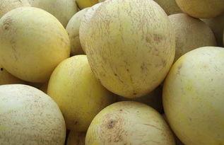 喝酒吃白兰瓜,品味白兰瓜的清新甘甜