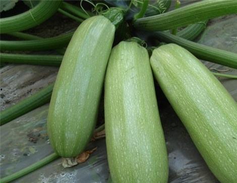 吃瓜能缓解心情