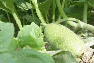 吃密瓜新疆,甜蜜诱惑，尽享西域风情