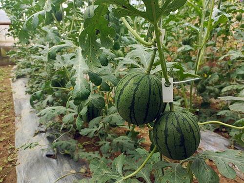 吃瓜51吃瓜,一场全民吃瓜盛宴背后的故事