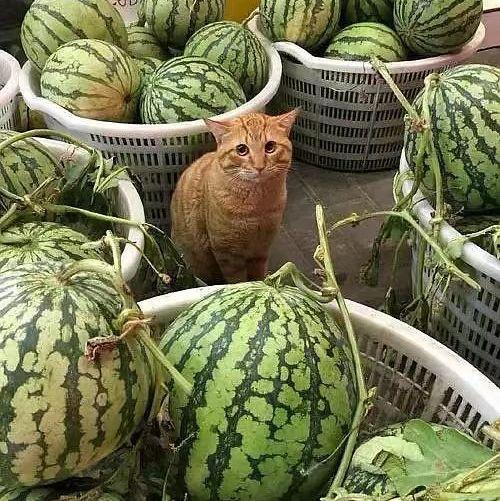 呆瓜卖花吃瓜,趣味盎然的田园生活趣事