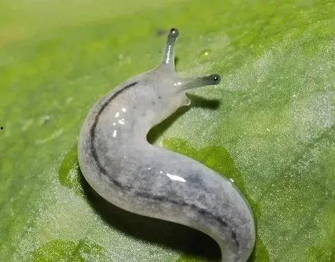 吃瓜的蛞蝓,一场生态与文化的盛宴