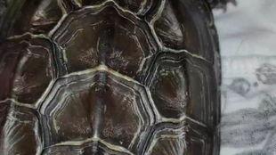 阿龟吃瓜,揭秘娱乐圈那些不为人知的幕后故事