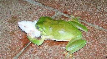 东北青蛙吃瓜,东北青蛙的夏日瓜果盛宴