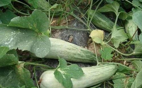 吃酥瓜嘴巴疼,揭秘夏日解暑美食的甜蜜烦恼