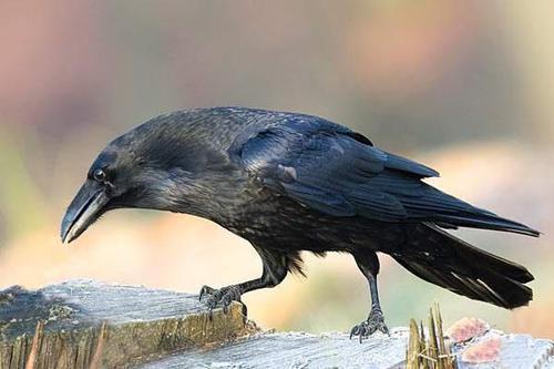 鸦鸦吃瓜,揭秘娱乐圈的幕后故事