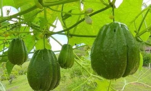炒着吃是甜的瓜是什么瓜,揭秘“炒着吃是甜的瓜”之谜