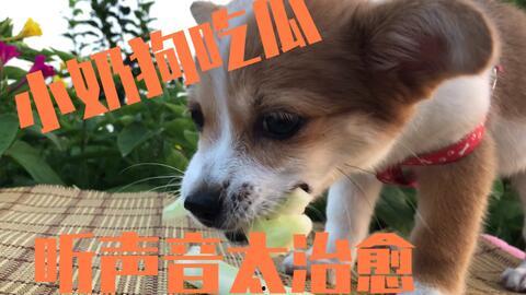 狗主人吃瓜,揭秘宠物界的趣味生活