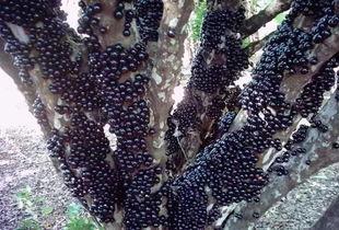 吃瓜拉纳果,热带水果中的能量宝藏